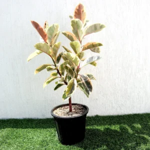 Ficus Elastica Tineke | Rubber Plant Variegated 50-60cm height Plastic Nursery Pot Black