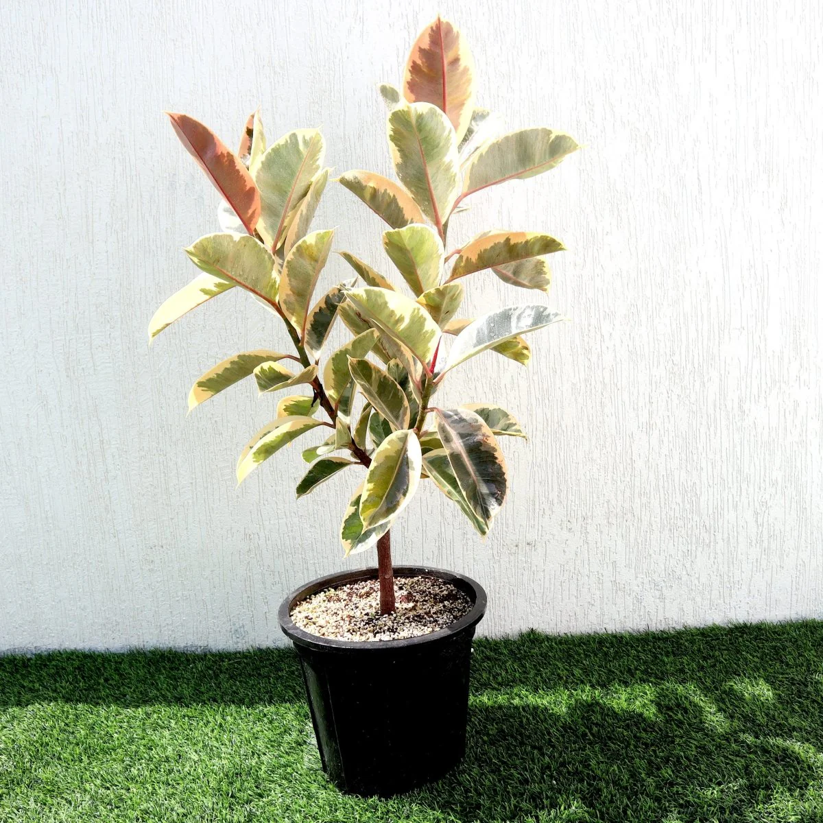 Ficus Elastica Tineke | Rubber Plant Variegated 50-60cm height Plastic Nursery Pot Black