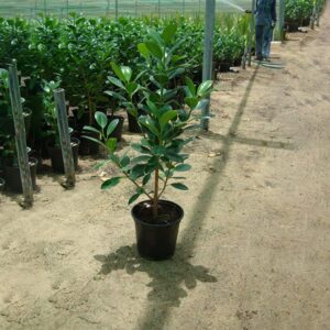 Ficus Hawaii "Green Island"