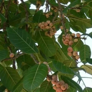 Ficus Infectoria-Virens "White Fig"