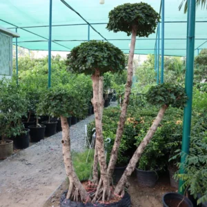Ficus MultiHead "Microcarpa" 1.5 -1.8m overall height