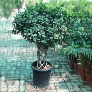 Ficus Panda "Cage Shape" 1.4-1.6m