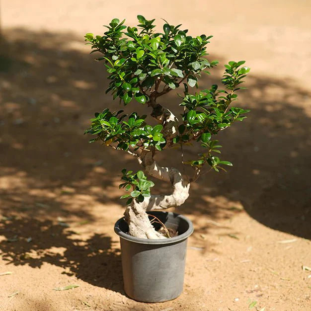 Ficus "S" Bonsai 50 - 70cm Default Plastic Pot