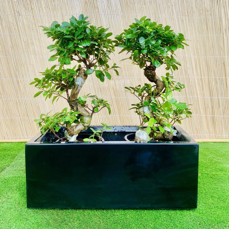 Ficus Bonsai "S" Duo in Rectangular Fiber Glass Planter (GRP) (70x30x30cm) Single Planter Black