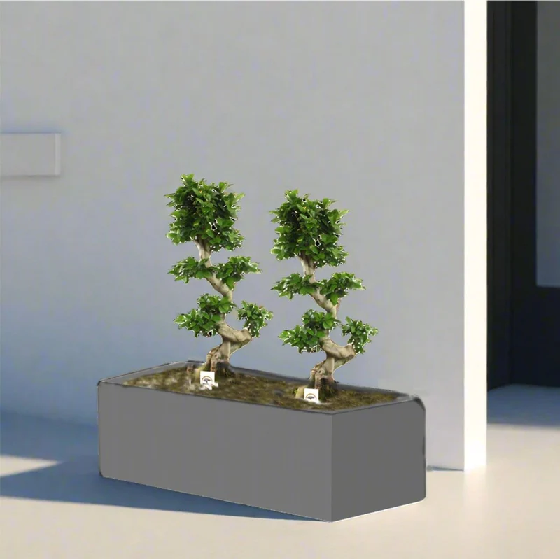 Ficus Bonsai "S" Duo in Rectangular Fiber Glass Planter (GRP) (70x30x30cm) Single Planter Gray
