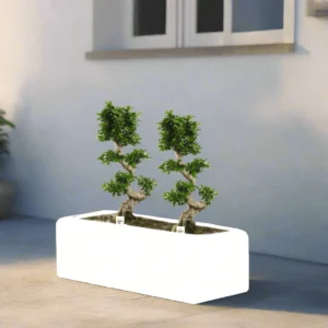 Ficus "S" Bonsai Duo in Rectangular Fiber Glass Planter (GRP) (70x30x30cm) Single Planter White
