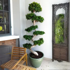 Ficus "S" Bonsai XL 1.8-2.0m Rolled Rim Green Pot