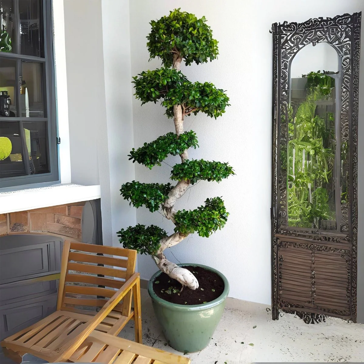 Ficus "S" Bonsai XL 1.8-2.0m Rolled Rim Green Pot
