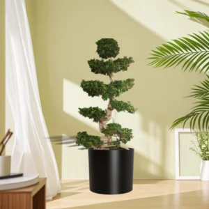 Ficus "S" Bonsai XL in Black Fiber Glass Pot (GRP)1.8-2.0m