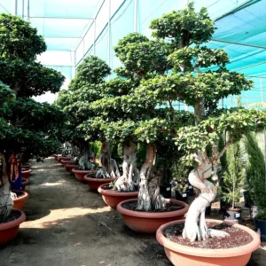 Ficus Strong Bonsai | Ficus Microcarpa Bonsai | Dragon Shape Bonsai 1.7-2.0 m