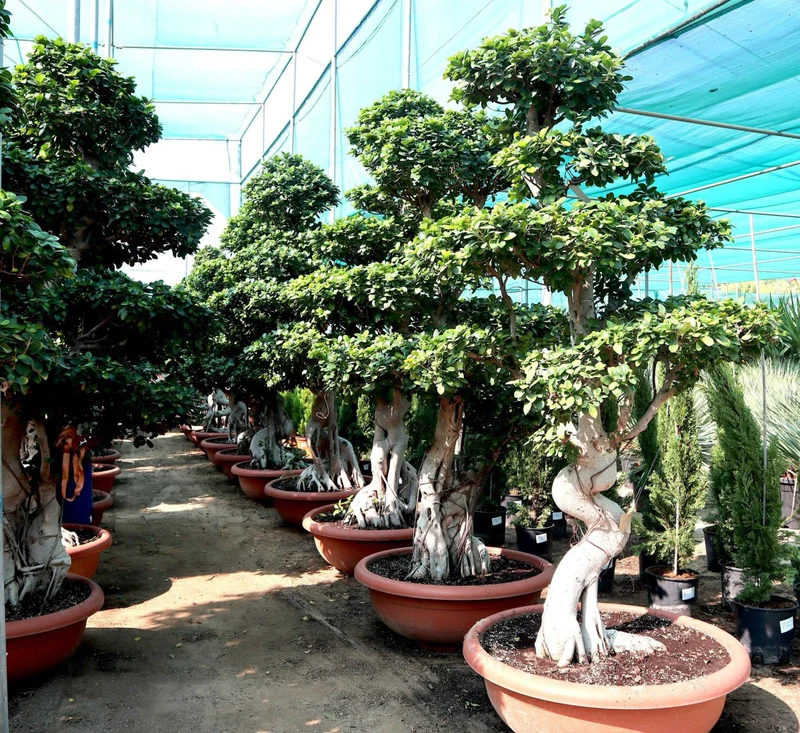Ficus Strong Bonsai | Ficus Microcarpa Bonsai | Dragon Shape Bonsai 1.7-2.0 m