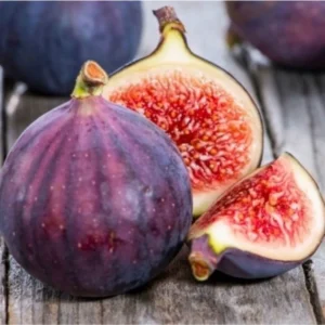 Fig Tree Turkish Red / Ficus carica