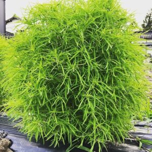 Fito Kochia - Summer Cypress / Kochia scoparia or Bassia scoparia 30-40cm overall height (Default Nursery Pot)