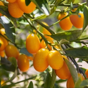 Fortunella margarita Tree "Kumquat" 1.5-1.8m