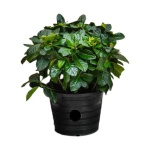Gardenia Jasminoides "Cape Jasmine" ياسمين (Outdoor) 40-50cm overall height Default Plastic pot