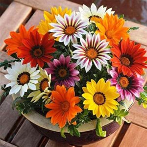 Gazania Flowering Plants Orange Set of 10 plants