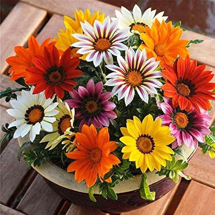 Gazania Flowering Plants White Set of 5 plants