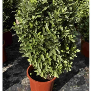 Green Rocket "Euonymus Japonica Albomarginatus" 0.6-0.8m