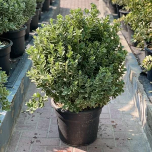 Euonymus Japonica Albomarginatus / Green Rocket 0.6-0.8m