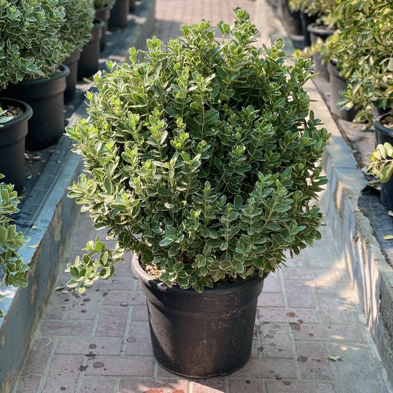 Euonymus Japonica Albomarginatus / Green Rocket 0.6-0.8m