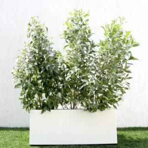 GRP Planter of 3 Conocarpus erectus Sericeus "Silver Damas" 1.0 - 1.2m