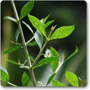 Henna "Lawsonia Inermis" Mehendi Plant 0.8 to 1.0 m