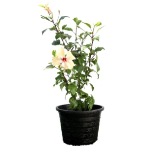 Hibiscus Rosa Sinensis "Cream" 0.5-0.6m