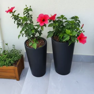 Hibiscus rosa sinensis Red 60 - 80cm overall height Black Ceramic Pot