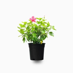 Hibiscus rosa sinensis Red 40 -50cm overall height Default Plastic Pot