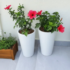 Hibiscus rosa sinensis Red 60 -80cm overall height White Ceramic Pot
