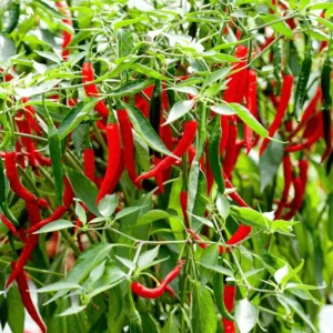 Hot Chili Plant 10 -15 cm overall height Set of 24 Plant