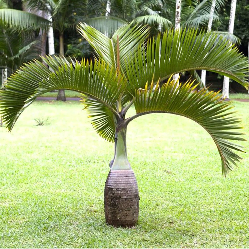 Hyophorbe Lagenicaulis "Bottle Palm" (1.8 to 2.0m)