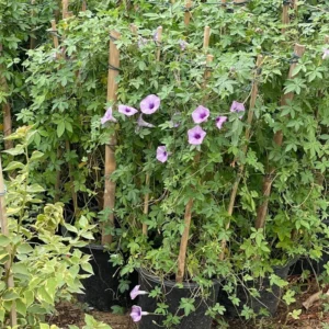 Ipomoea Cairica, Cairo Morning Glory or Coast Morning Glory 1.3-1.5m