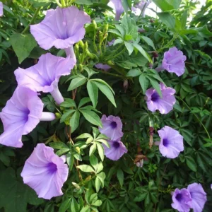 Ipomoea Cairica, Cairo Morning Glory or Coast Morning Glory 0.8-0.1m