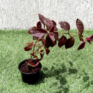 Iresine lindenii "Bloodleaf Iresine lindenii" 10 - 15cm Set of 5 plants