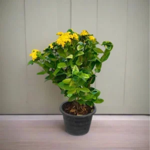 Ixora Coccinea 0.25-0.3m yellow White Plastic Pot