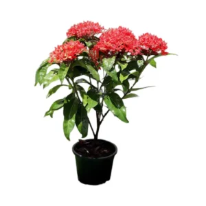 Ixora Coccinea 0.25-0.3m Red White Plastic Pot