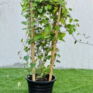 Jacquemontia Pentantha "Sky Blue Cluster Vine" 0.8 - 1.0m overall height Default Plastic Pot Black