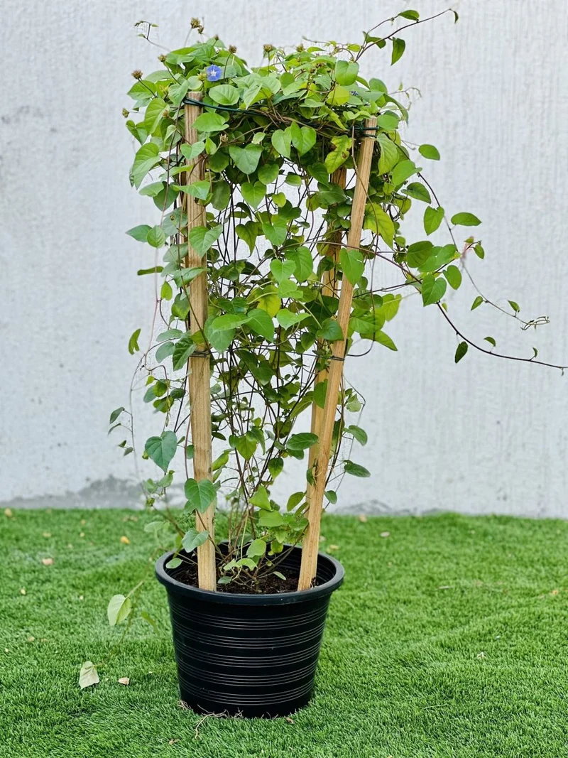 Jacquemontia Pentantha "Sky Blue Cluster Vine" 0.8 - 1.0m overall height Default Plastic Pot Black