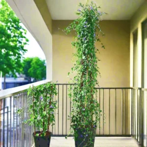 Jacquemontia Pentantha "Sky Blue Cluster Vine" 1.2 - 1.5m overall height Default Plastic Pot Black