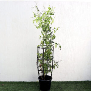 Jasmine "Jasminum Officinale" 0.8-1.0m