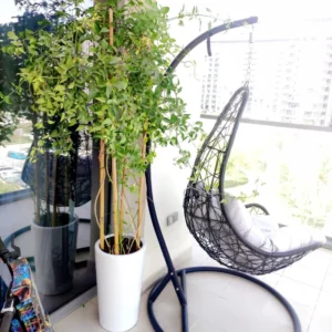 Jasminum Grandiflora Or Jasmine Climber 0.8 - 1 m White Ceramic Plastic Pot