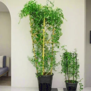 Jasminum Grandiflora Or Jasmine Climber 0.8 - 1 m Default Plastic Pot