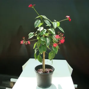 Jatropha Integerrima "peregrina or spicy jatropha"