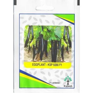 Kalash Eggplant KSP 9266 F1 Hybrid Premium Quality Seeds / Eggplant Seeds