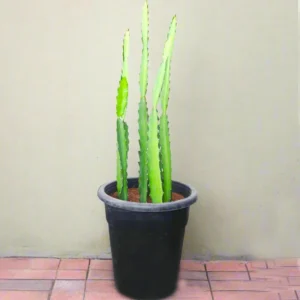 Kanzacam Cactus or Pachycereus gaumeri 5pp or 0.3-0.5m