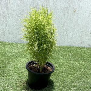 Kochia "summer cypress" 35-50 cm