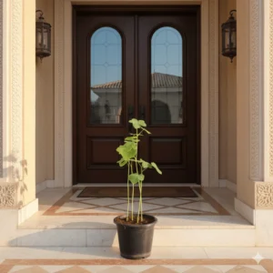 Lady Finger Plant (Okra) 30-50cm Set Of 5 Plants