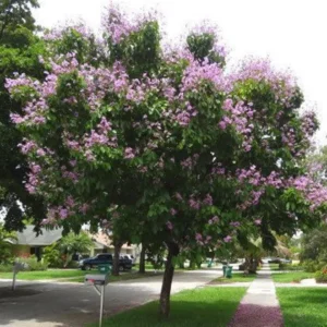 Lagerstroemia Loudonii, Salao Flower or Pink Flower Tree 3.5-4.0m