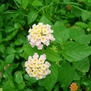 Lantana Camara "Pink"